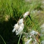 Eriophorum angustifolium Fruit