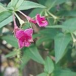 Jasminum beesianum Bloem