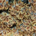 Eriogonum arborescens 树皮