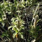 Lavandula multifida Leaf