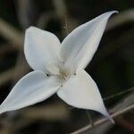 Conostomium quadrangulare Λουλούδι