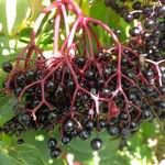 Sambucus nigra Fruit