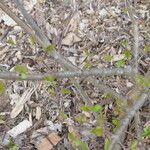 Viburnum prunifolium Rhisgl