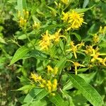 Senecio ovatusFlower