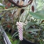 Anthurium obtusum Flower