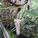 Anthurium obtusum Цветок