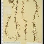 Angraecum scalariforme Otro