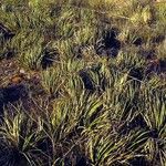 Agave schottii Habitat