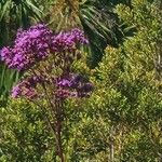 Vernonia gigantea Floro