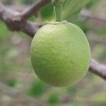 Bursaria spinosa Fruit