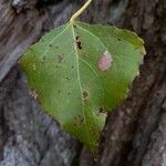 Populus nigra Yaprak