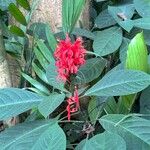 Pachystachys spicata Flower