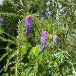 Vicia craccaVirág