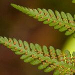 Hypolepis tenuifolia Leaf