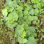 Alchemilla glabra Hábito