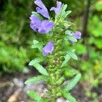 Dracocephalum moldavica Flower