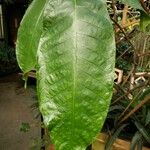 Warszewiczia coccinea Leaf