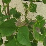 Erythrina amazonica Leaf