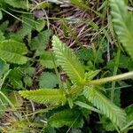 Rhinanthus minor Leaf