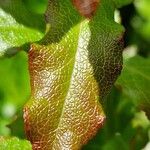 Vaccinium cylindraceum Hoja