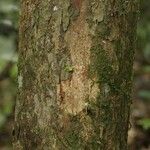 Pouteria grandis Bark