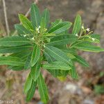 Duboisia myoporoides موطن