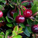 Gaultheria myrsinoides Plod