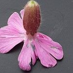 Silene pendula Lorea