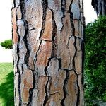 Pinus pinea Bark