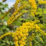 Solidago rugosa 花