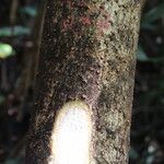 Milicia excelsa Bark