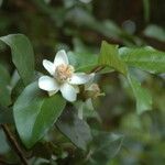 Psidium friedrichsthalianum Flower