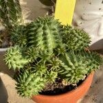 Euphorbia susannae Feuille