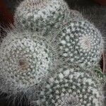 Mammillaria hahniana Hàbitat