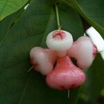 Syzygium aqueum ഫലം