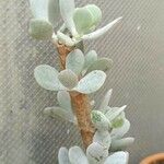 Cotyledon orbiculata叶