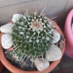 Mammillaria winterae Habit