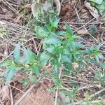 Andrographis paniculata Other