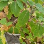 Viburnum prunifolium Leaf