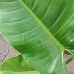 Philodendron erubescens Листок