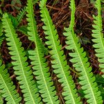 Thelypteris interrupta Folio