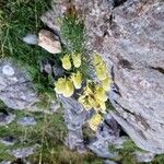 Aconitum anthoraFlower