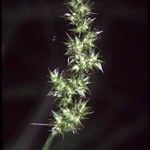 Carex stipata Çiçek