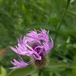Centaurea phrygia Floare
