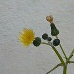 Sonchus oleraceus Blüte
