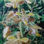 Eulophia streptopetala Flor