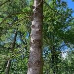 Abies sibirica Bark