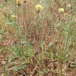 Centaurea collina Habit