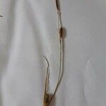 Carex distans Flower