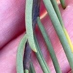 Campylanthus salsoloides Hoja